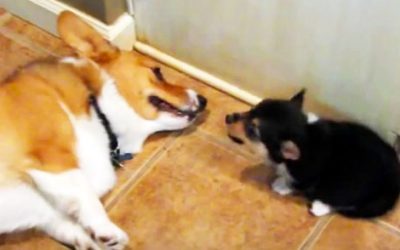 Tiny Pup Releases A Fart Into Her Big Bro’s Face. He Proceeds To Make The Most Hysterical Face.