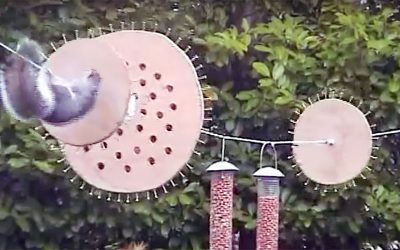 He Set Up A Trap To Stop The Squirrels From Eating The Bird Food. How The Squirrel Reacts? OMG!