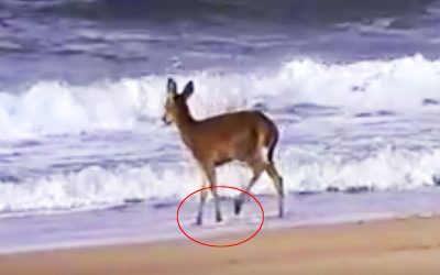 THIS Lost Deer Is Walking On The Edge Of The Ocean. But Watch When THIS Giant Wave Comes In!