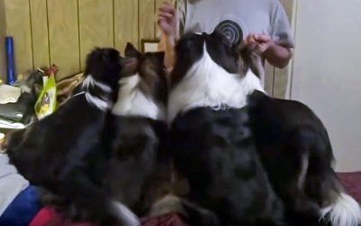 These 4 Pups Line Up For Their Treats. But Keep A Close Watch On The Guy On The Left!