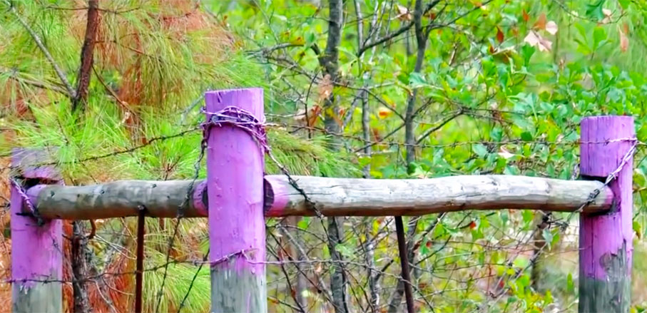 Have You Ever Noticed A Fence Painted Purple It Means THIS   23f3f23f23f23f 