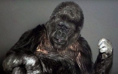 Koko The Gorilla Has An Alarming Message For Humanity! This Gave Me Chills..