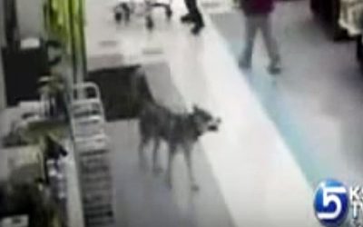 Hidden Security Cam Caught This Dog Walking Into The Store. What He Does Made Me Spit My Drink Out!