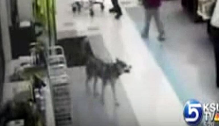 Hidden Security Cam Caught This Dog Walking Into The Store What He