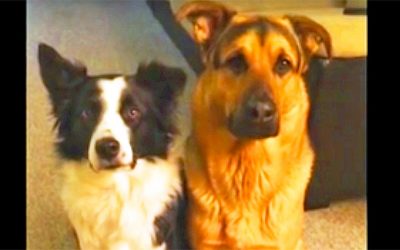 Their Human Asks Them, “Who Is Your Best Friend?” Now Watch How The One On The Left Reacts!