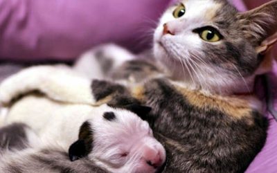 VIDEO: This Newborn Pitbull Puppy Was About To Die. But What This Cat Does Unbelievable!