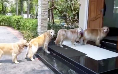 These 4 Pups Line Up In Front Of The Door Now Watch Who Comes Up Behind Them!