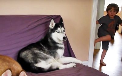 Daddy Tells His Kid He’s Making Potatoes But He Doesn’t Want Them. How The Dog Reacts? HILARIOUS!