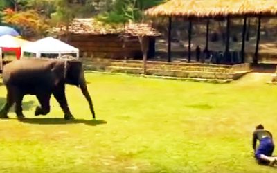 An Elephant Notices His Human Fall On His Face In Pain. How She Reacts The UNTHINKABLE!