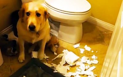 THIS Guilty Dog’s Human Walks In And Asks The Pup Who Did This. HIS Response Is PRICELESS!