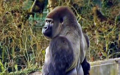 Nobody Believed Them When They Described This Gorilla’s Afternoon Ritual. So They Caught THIS