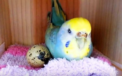 This Bird Adopts An Egg From The Supermarket. But What Hatches Is The UNTHINKABLE!