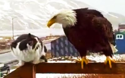 This Kitty Was Just Hanging Out On His Porch When This Flew In. But Seconds Later WOW!