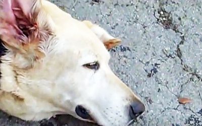 This Guy Puts Vinegar In This Old Pup’s Ear. The Reason? I Had No Idea