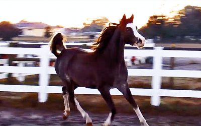 Nobody Believed Her When She Described Her Horse’s Morning Ritual. So She Caught THIS!