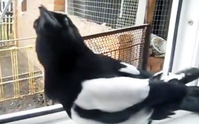 When This Bird Gets Happy He Does The Strangest Thing. This Gave Me Chills!