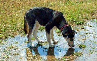 This Dog Died From Drinking Out Of A Puddle On The Grass. The Reason Is Scary!