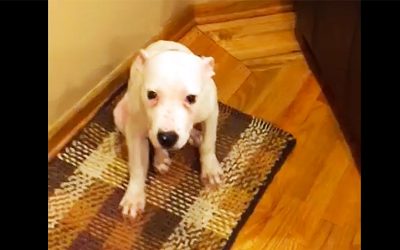 Nobody Believed Them When They Described What Their Dog Started Doing. So They Caught THIS!