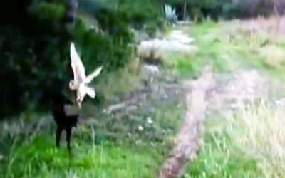 Watch An Owl Swooping Down On Top Of This Cat.