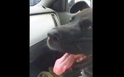 Puppy Discovers Air Conditioning For The First Time. His Reaction Made My Spit My Drink Out!