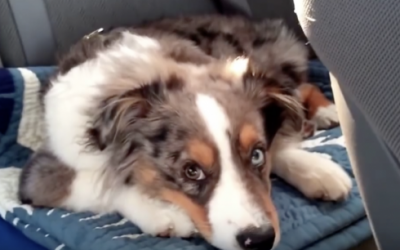 Nobody Believed Her When She Said What Her Dog Does When His Song Comes On. So She Caught THIS