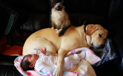 This Little Baby Poops In Her Diaper. Now Watch The Cat’s Priceless Reaction!