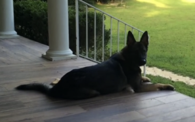 She Tells Her Dog She’s Had A Long Day. The Dog’s Surprising Response Is Priceless!