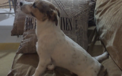 Pup Is Watching a Scary Movie. But Watch His Hysterical Reaction When The Scary Part Starts!