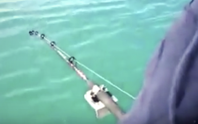 Fisherman Is Reeling In A Huge Halibut. But He Never Saw This Deep Sea Thief Coming!