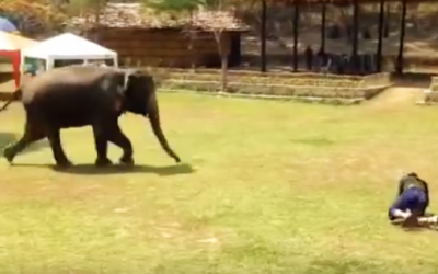 Person Suddenly Collapses Onto The Grass. What This Elephant Does Seconds Later WOW!