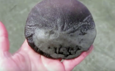 She Picks Up A Weird Textured Sand Dollar At The Beach. But When She Flips It Over It’s Incredible!