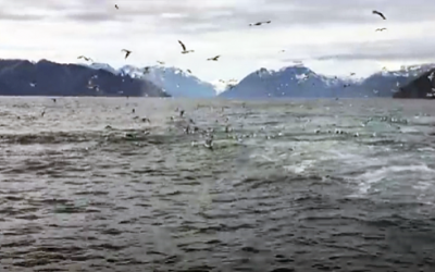 He Was Filming Seagulls But He Never Expected This Once In a Lifetime Surprise!