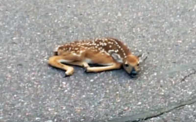 They Find a Helpless Newborn Fawn Lying In The Middle of The Street. But Then They Notice THIS.