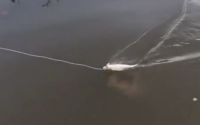 He Thought He Was Pulling In His First Fish Of The Day. But Watch The Water Underneath Closely