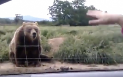 This Lady Waves At A Bear As They Drive By. But How It Reacts OMG!