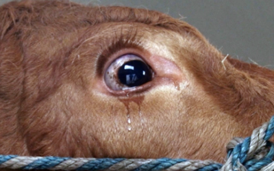 THIS Cow Was So Terrified She Started Crying Until She Realized Where She Was Headed