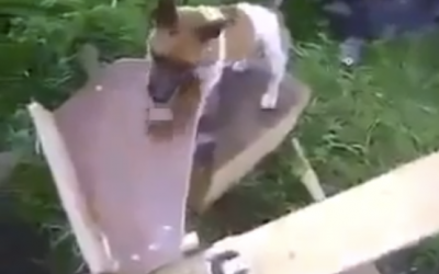 An Engineer Just Built His Pup The Most Genius Toy Ever. The Dog’s Reaction Is Priceless!