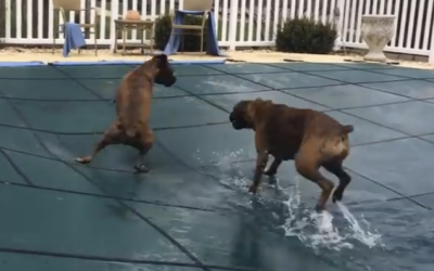 Video: They Just Put The Cover Over The Pool. But Some Unexpected Visitors Show Up Creating a Scary Situation!