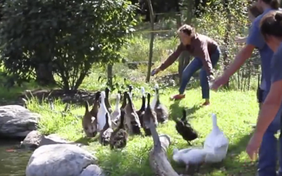 Ducks Released From Rusty Cages After Years Inside. Watch Their Reaction To Water For The First Time!