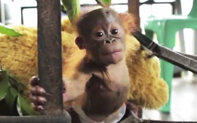 This Baby Was Stolen From His Mother. Now Watch His Response When He’s Rescued!