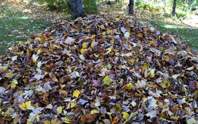 It Seems Like A Normal Leaf Pile But Keep Your Eyes On The Center For An Unexpected Surprise!