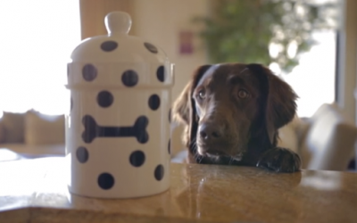 This Pup Tries Stealing A Treat But Instead Gets A Big Surprise. His Reaction Is Hilarious!