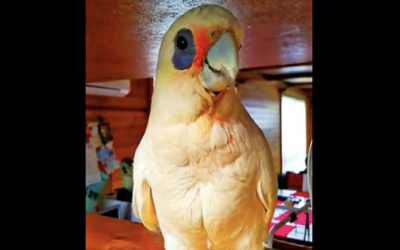 Mama Tells Her Cockatoo He Can’t Go Outside. The Bird Proceeds To Throw A Hysterical Hissy Fit.