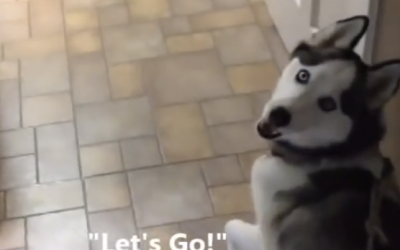 Dog Sensed Something Was Different In Her Home. When She Sees The Surprise The Reaction Is PRICELESS