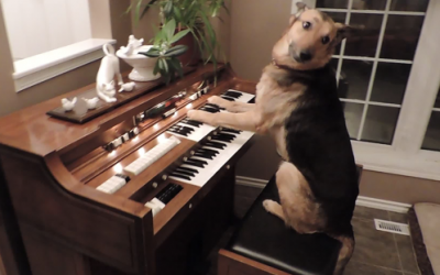 Nobody Believed Them When They Described Their Dog’s Nightly Ritual. So They Filmed THIS