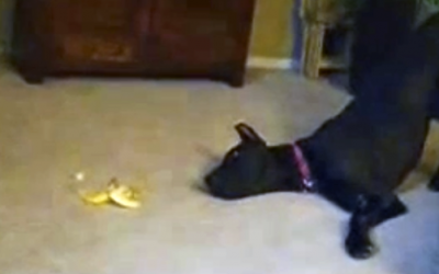 Great Dane Notices A Scary Intruder On The Floor. His Reaction Is Unexpectedly Hilarious!