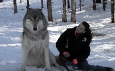 Giant Wolf Sits Down Next To This Woman Now Watch The Moment When Their Eyes Meet.