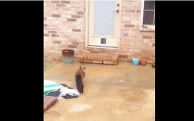 He Spent The Entire Day Making a Kitty Door. Now Watch The Cats First Attempt To Get Through It.