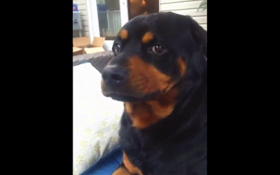 Human Asks His Rottweiler To Show His Mean Face. When He Makes The Face I Spit My Drink Out!