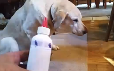 Her Human Tells Her She Needs Her Ears Cleaned. The Dog’s Reaction Made Spit My Drink Out!